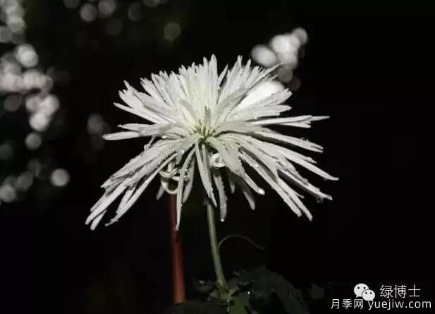 識(shí)花瓣，辨花型...快收好這份賞菊“門道”(圖14)