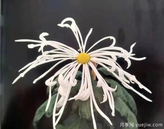 識(shí)花瓣，辨花型...快收好這份賞菊“門道”(圖12)