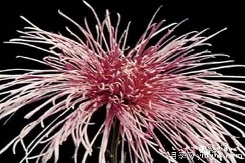 識(shí)花瓣，辨花型...快收好這份賞菊“門道”(圖13)