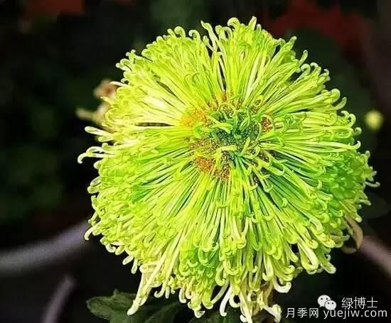 識(shí)花瓣，辨花型...快收好這份賞菊“門道”(圖15)