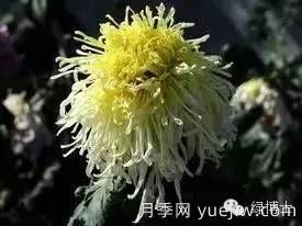 識(shí)花瓣，辨花型...快收好這份賞菊“門道”(圖17)