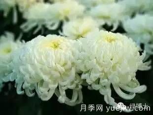 識(shí)花瓣，辨花型...快收好這份賞菊“門道”(圖16)