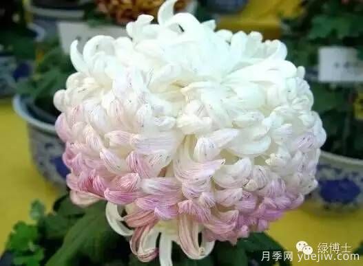 識(shí)花瓣，辨花型...快收好這份賞菊“門道”(圖20)
