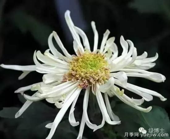 識(shí)花瓣，辨花型...快收好這份賞菊“門道”(圖21)