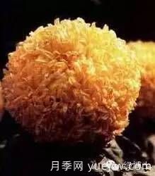 識(shí)花瓣，辨花型...快收好這份賞菊“門道”(圖22)