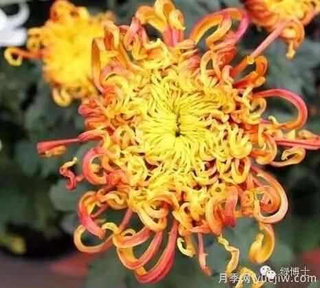 識(shí)花瓣，辨花型...快收好這份賞菊“門道”(圖23)