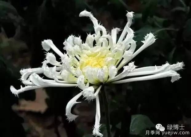 識(shí)花瓣，辨花型...快收好這份賞菊“門道”(圖24)