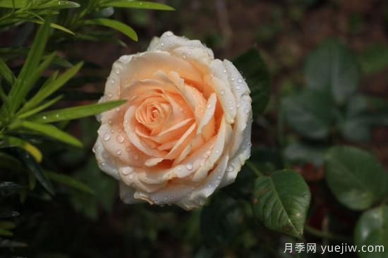 適合新手養(yǎng)的4個月季，花朵大花期長還香(圖3)