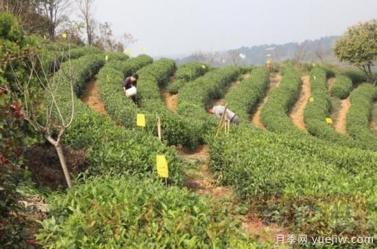 信陽(yáng)商城：積極創(chuàng)建高山茶標(biāo)準(zhǔn)化生產(chǎn)基地(圖1)