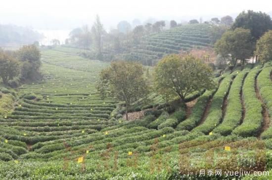 信陽(yáng)商城：積極創(chuàng)建高山茶標(biāo)準(zhǔn)化生產(chǎn)基地(圖2)