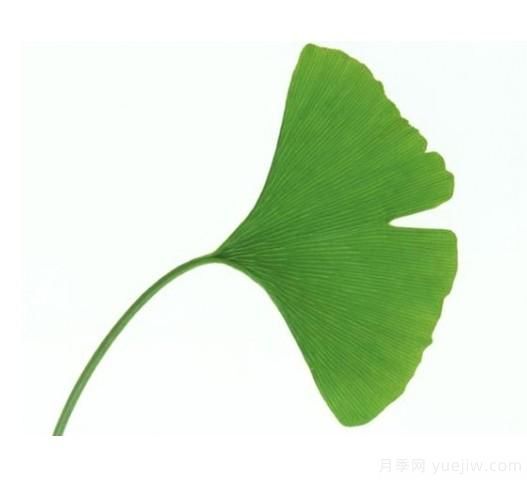如何辨別銀杏雌雄植株？(圖1)
