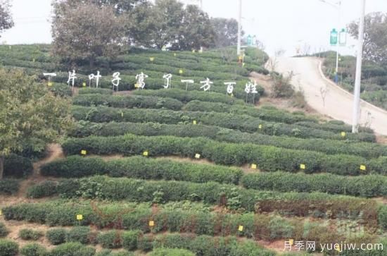 信陽(yáng)商城：積極創(chuàng)建高山茶標(biāo)準(zhǔn)化生產(chǎn)基地(圖3)
