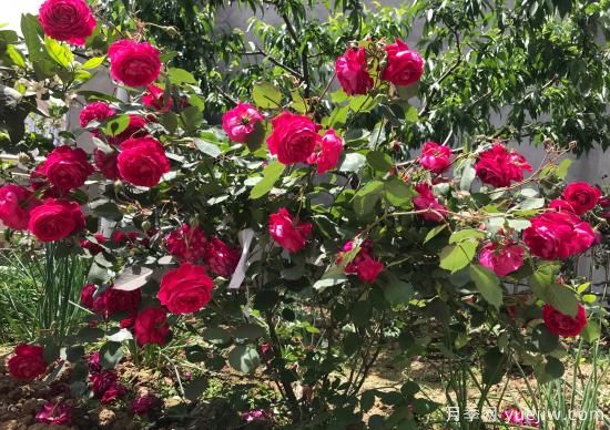 軟香紅月季，古老國(guó)月不輸歐月日月，四季勤開(kāi)花(圖1)