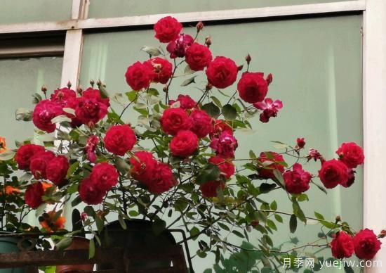 軟香紅月季，古老國(guó)月不輸歐月日月，四季勤開(kāi)花(圖3)