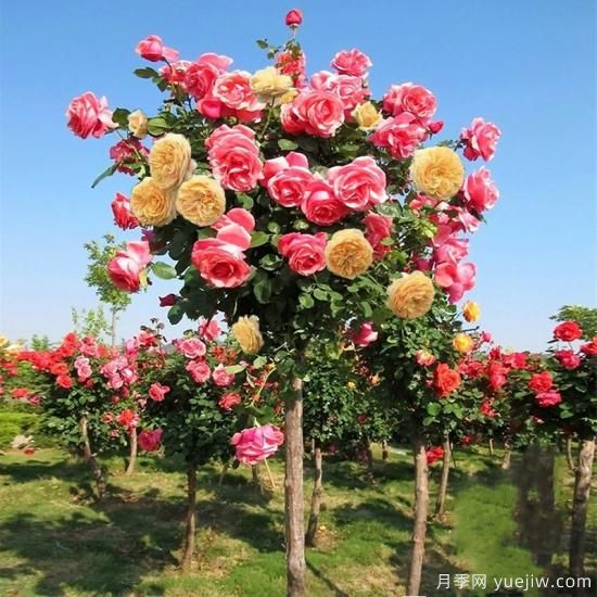 一棵樹狀月季，多色花朵，養(yǎng)在庭院里真漂亮(圖2)