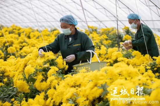 運城夏縣金絲皇菊喜獲豐收(圖1)