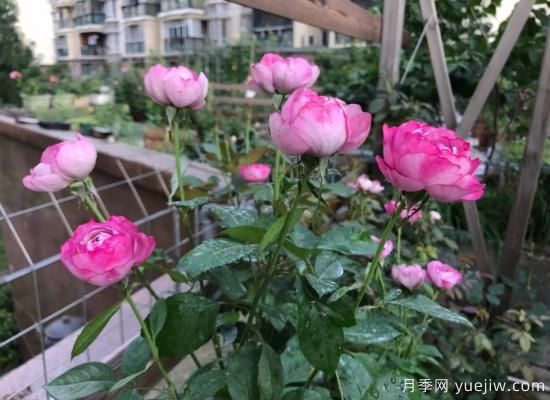 羊脂香水月季，以香聞名，花美如芍藥，四季能開花(圖2)