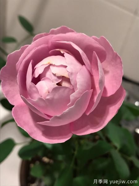 羊脂香水月季，以香聞名，花美如芍藥，四季能開花(圖3)