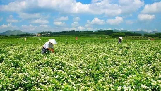 中國10大超級縣城，丹陽全球一半眼鏡，許昌全球八成假發(fā)(圖5)
