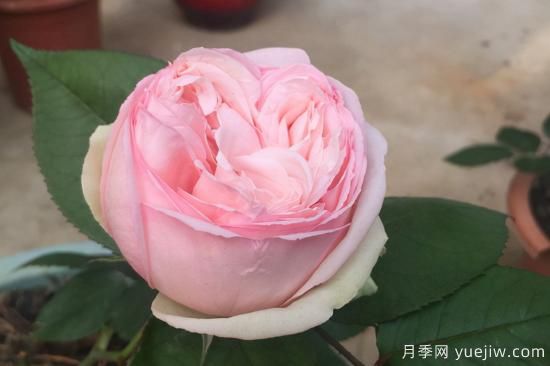 推薦8種粉色系月季品種，漂亮顏值甜蜜來襲(圖2)