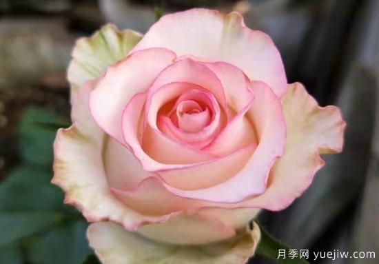 推薦8種粉色系月季品種，漂亮顏值甜蜜來襲(圖3)