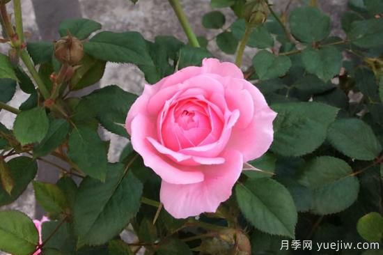 推薦8種粉色系月季品種，漂亮顏值甜蜜來襲(圖5)