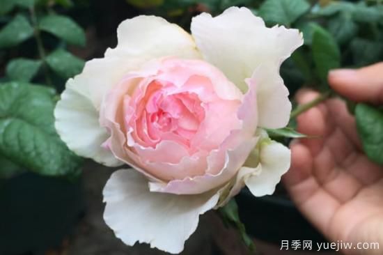 推薦8種粉色系月季品種，漂亮顏值甜蜜來襲(圖7)