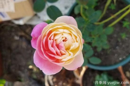 推薦8種粉色系月季品種，漂亮顏值甜蜜來襲(圖8)