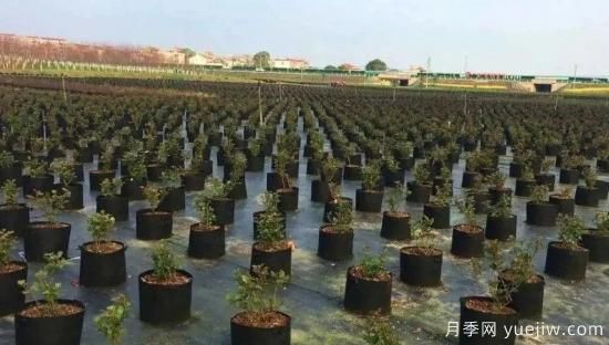 育苗容器影響苗木生長嗎？應(yīng)該如何選擇容器苗？(圖1)