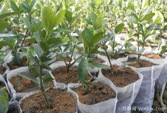 育苗容器影響苗木生長嗎？應(yīng)該如何選擇容器苗？(圖4)