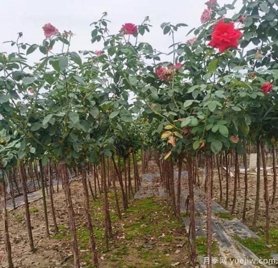 月季花冬剪很有必要，這樣做來(lái)年開(kāi)花量翻倍！(圖1)