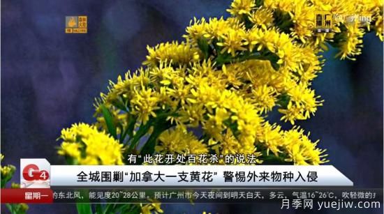 廣州湖北河南…多地遭“一枝黃花”入侵，見到要鏟除(圖2)