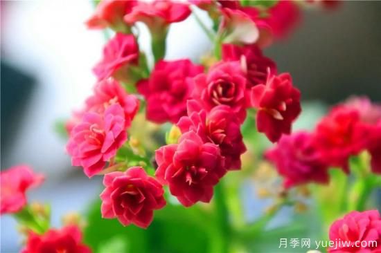 你的長壽花不開花養(yǎng)不好？這里有長壽花養(yǎng)護秘訣！(圖1)