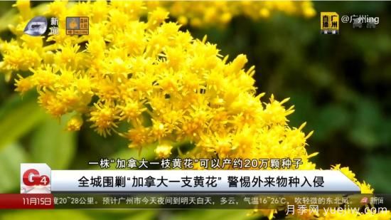 廣州湖北河南…多地遭“一枝黃花”入侵，見到要鏟除(圖4)