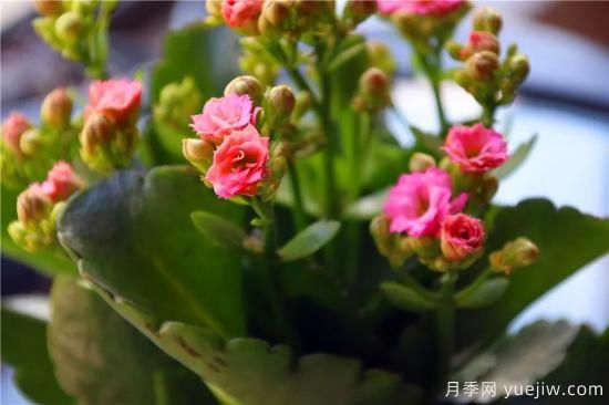 你的長壽花不開花養(yǎng)不好？這里有長壽花養(yǎng)護秘訣！(圖2)
