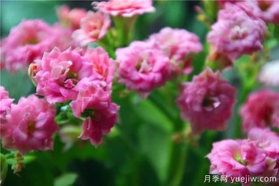 你的長壽花不開花養(yǎng)不好？這里有長壽花養(yǎng)護秘訣！(圖3)