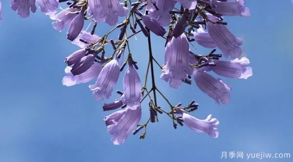 網(wǎng)紅樹木悄然興起，是否預示著大好行情？(圖1)