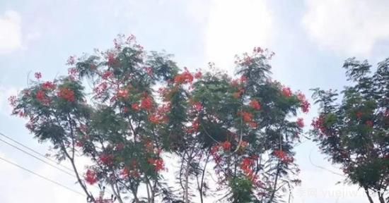網(wǎng)紅樹木悄然興起，是否預示著大好行情？(圖2)
