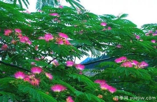 網(wǎng)紅樹木悄然興起，是否預示著大好行情？(圖4)
