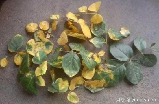 大花月季葉子發(fā)黃怎么辦？月季葉子發(fā)黃的原因(圖1)