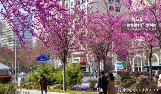 四季春1號(hào)紫荊樹(shù)秋冬季施肥建議(圖1)