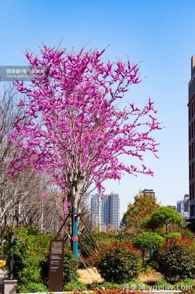 四季春1號(hào)紫荊樹(shù)秋冬季施肥建議(圖2)