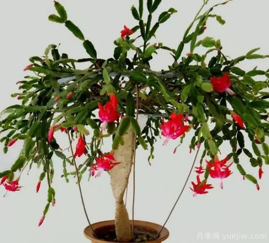 蟹爪蘭的嫁接方法，不會(huì)的都看看！(圖3)