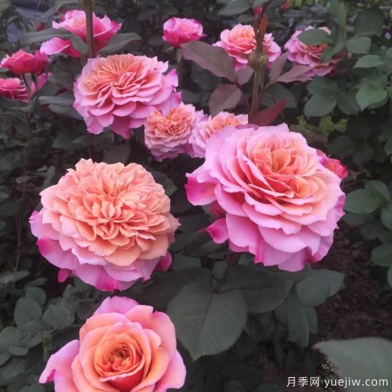 大花微月中的極品，鈴之妖精粉嫩可愛，太漂亮了(圖1)