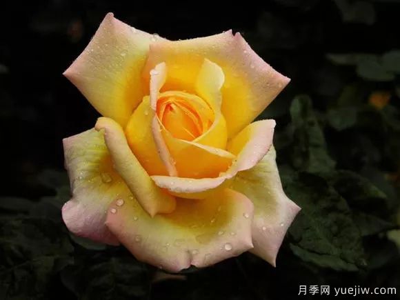 談?wù)勚袊?guó)月季的發(fā)展史，致敬中國(guó)的月季育種家前輩們！(圖6)