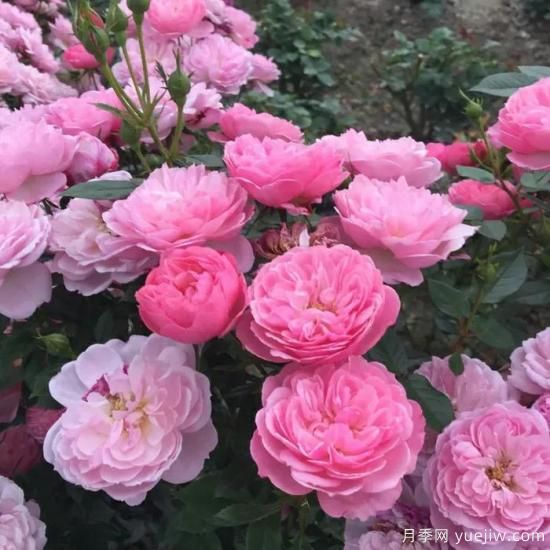 大花微月中的極品，鈴之妖精粉嫩可愛，太漂亮了(圖3)