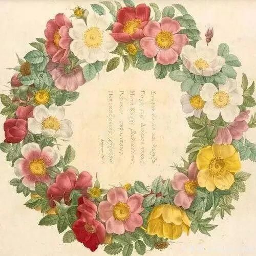 談?wù)勚袊?guó)月季的發(fā)展史，致敬中國(guó)的月季育種家前輩們！(圖8)