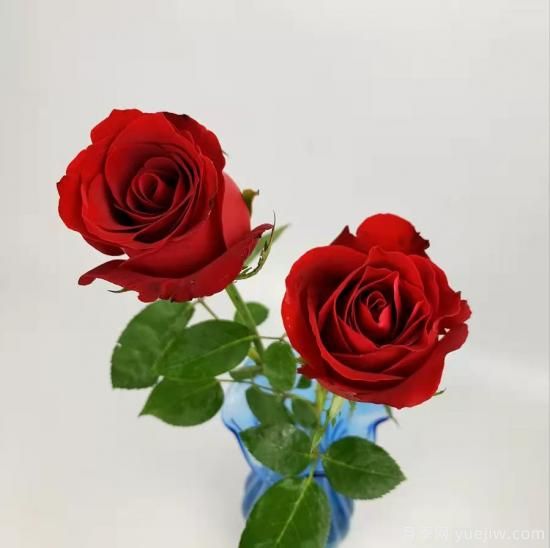 紅色切花月季經(jīng)典主流，推薦十種經(jīng)典常見的紅玫瑰(圖1)
