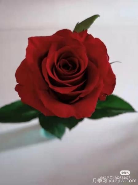 紅色切花月季經(jīng)典主流，推薦十種經(jīng)典常見的紅玫瑰(圖2)