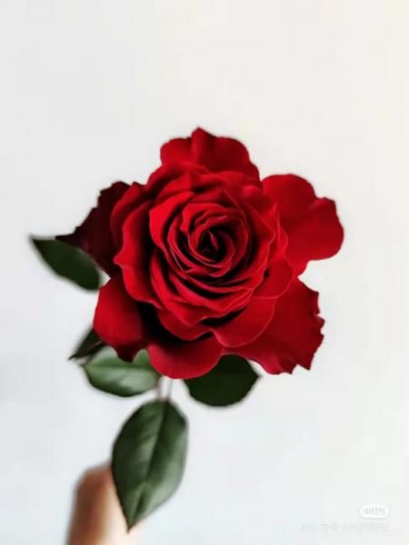 紅色切花月季經(jīng)典主流，推薦十種經(jīng)典常見的紅玫瑰(圖3)